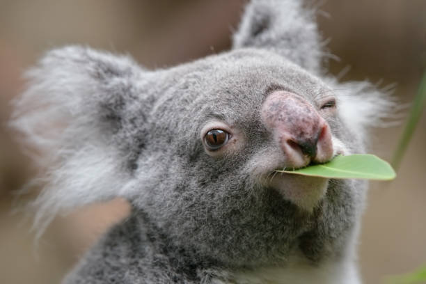 funny koala