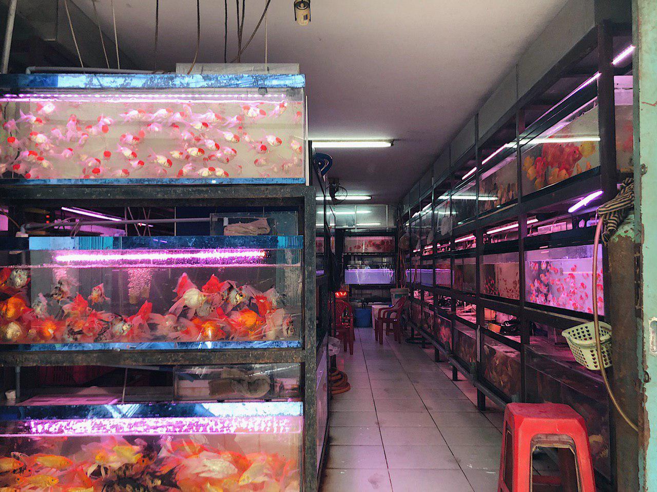 fish pet shop near me