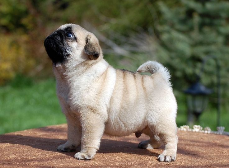 cute pug dog images