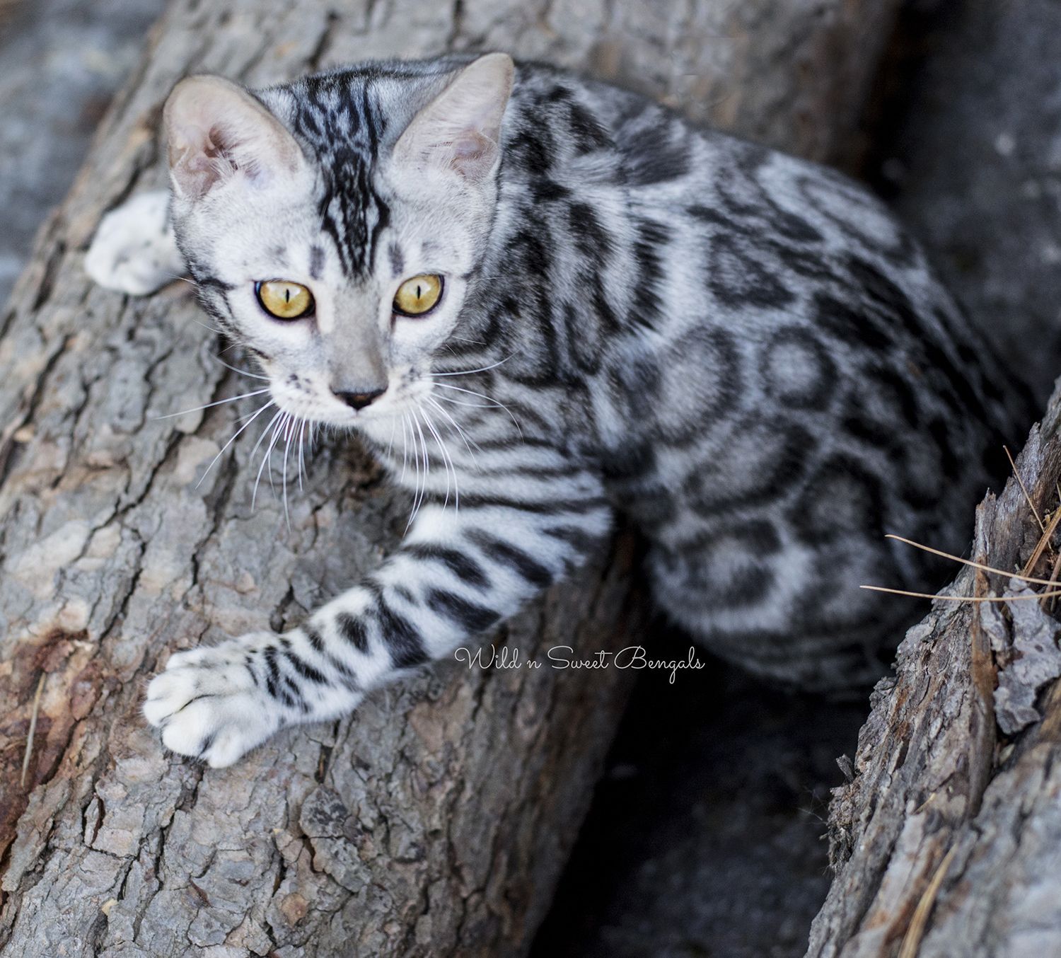 silver bengal cat