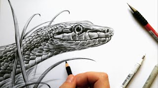 realistic snake drawing