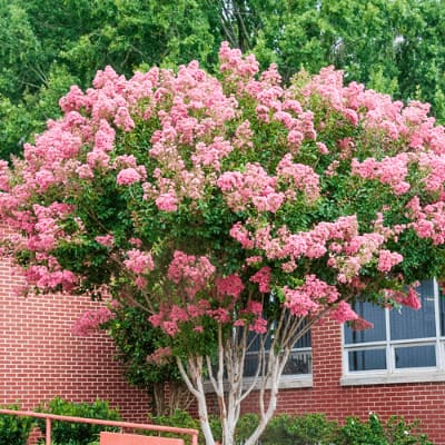 home depot trees