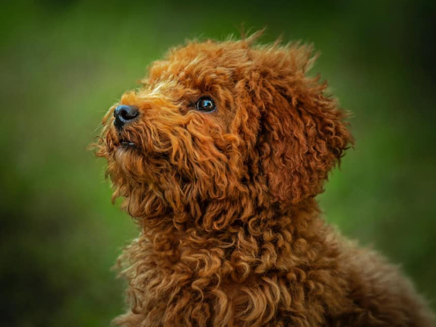 toy poodle photos