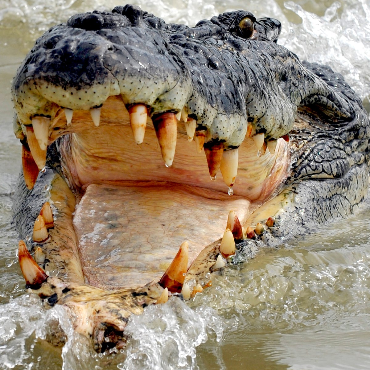 pictures of saltwater crocodiles