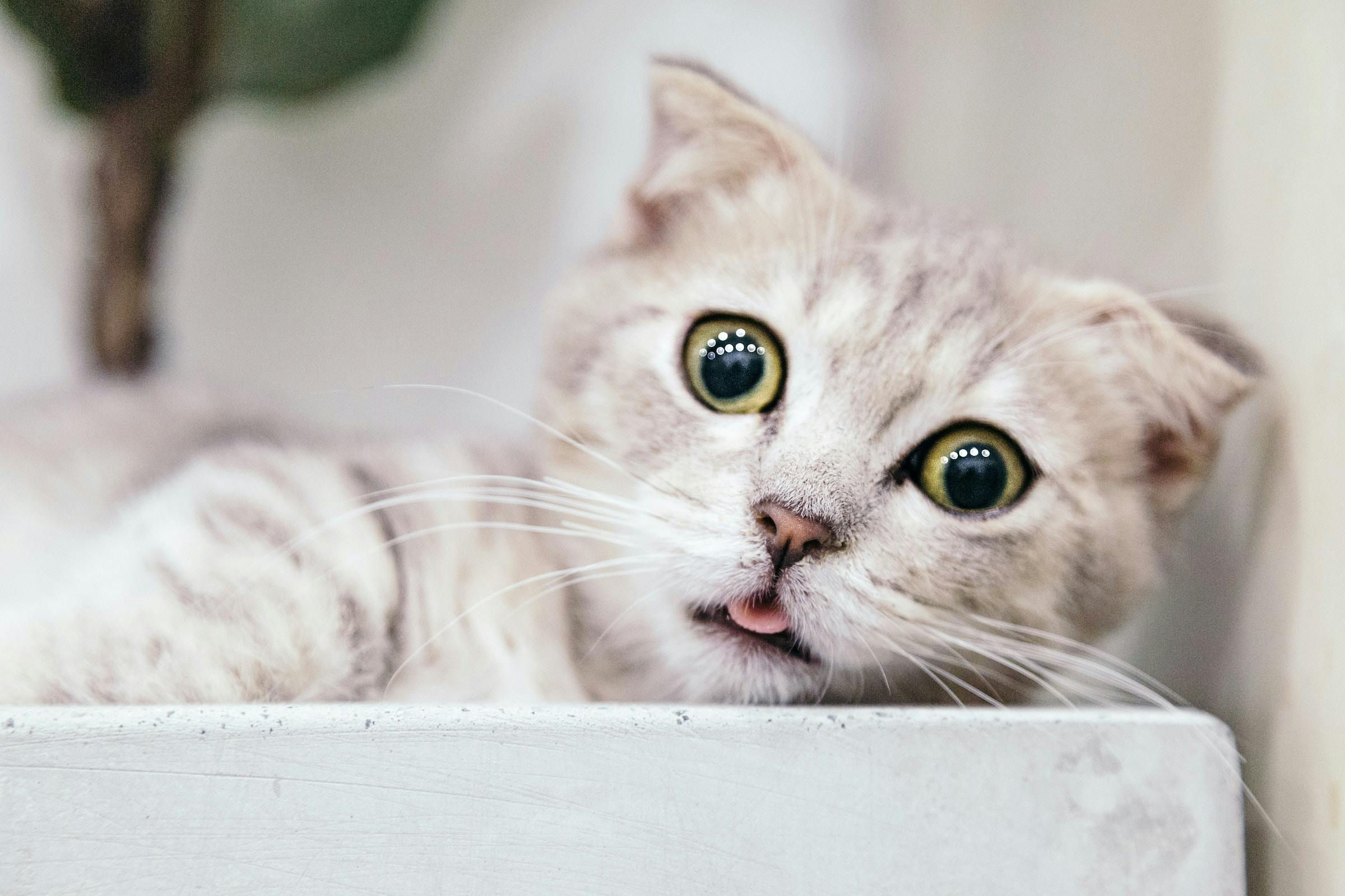 laser pointer syndrome in cats