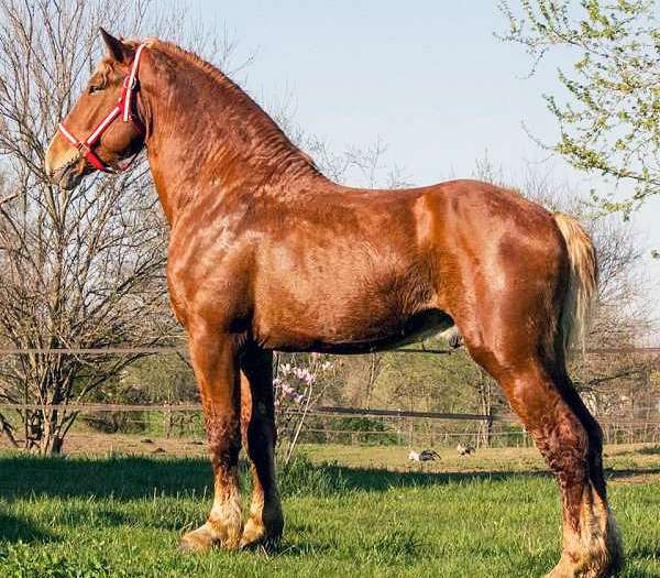 belgian draught horse for sale