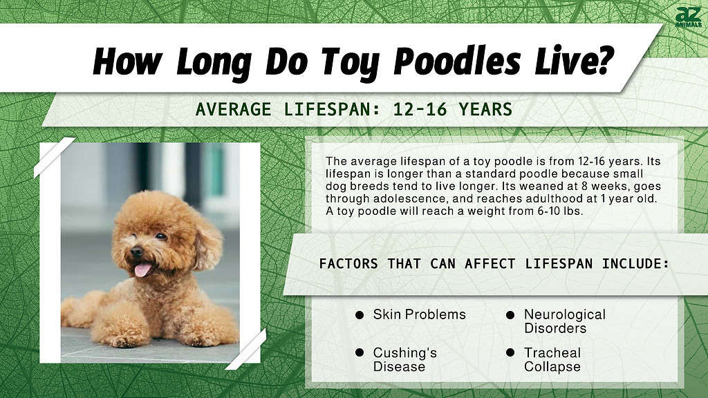 how old do poodles live