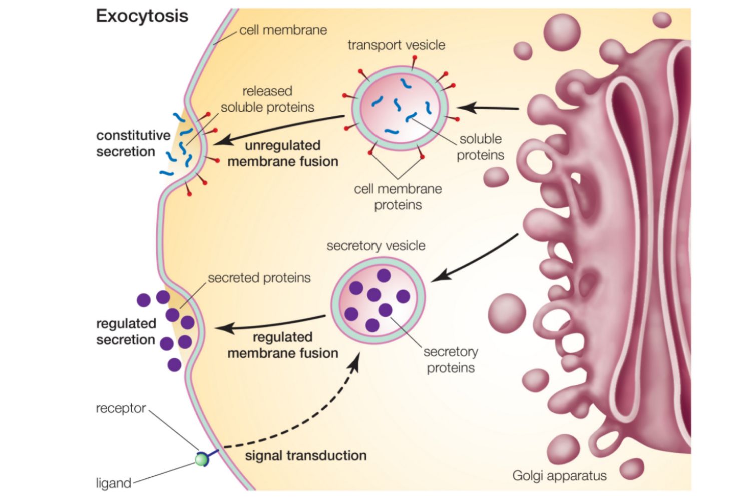 exocytosis