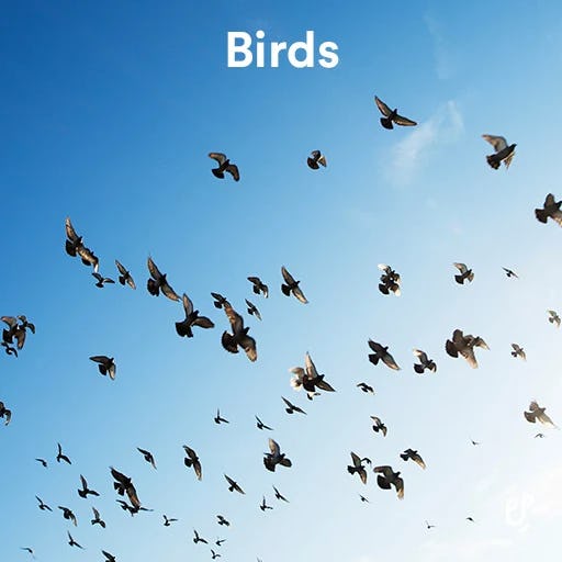 morning birds ringtone free download