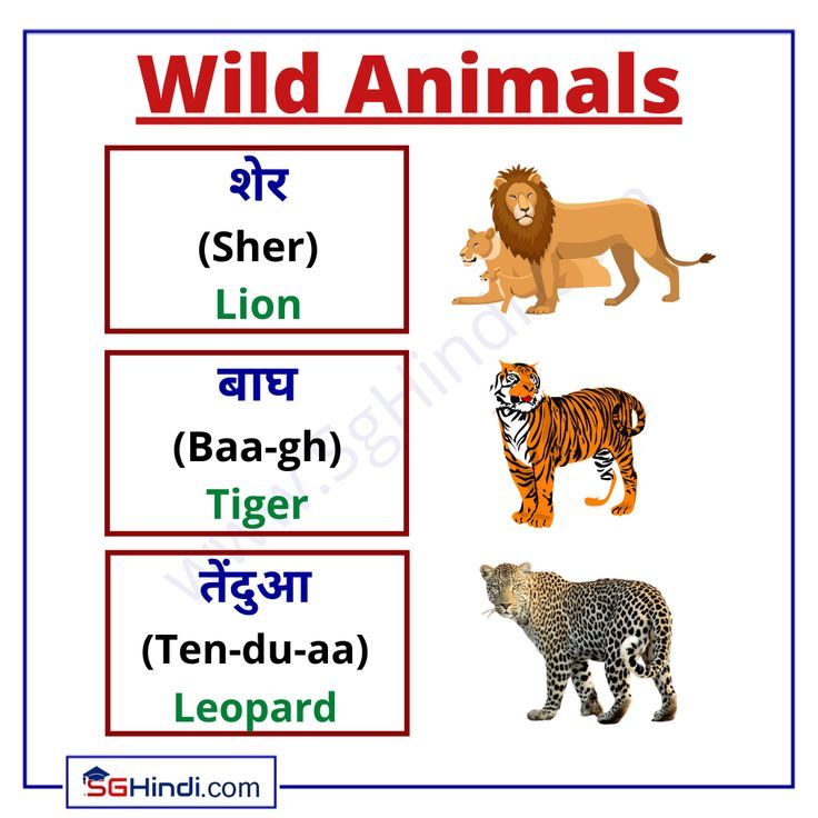 tiger in hindi pronunciation