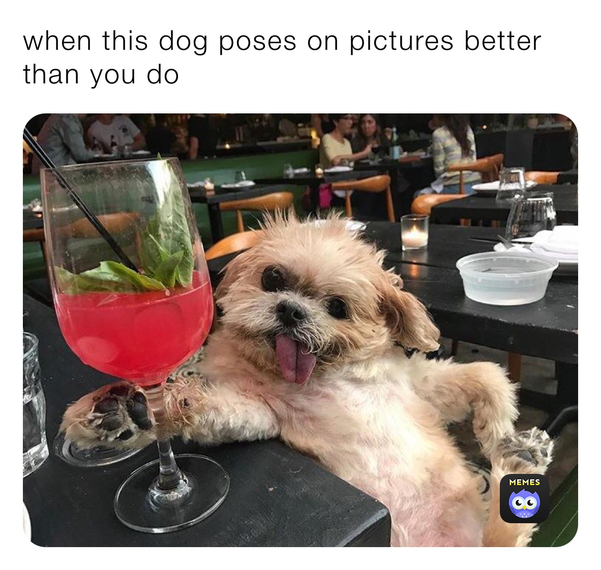 dog pose meme