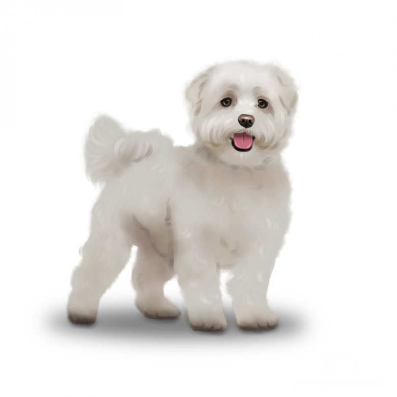 buy maltese puppy uk