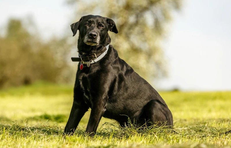 lab cross cane corso