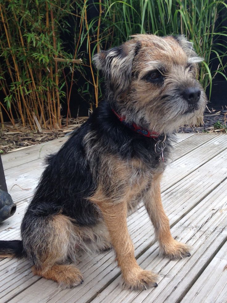 border terrier yorkie mix