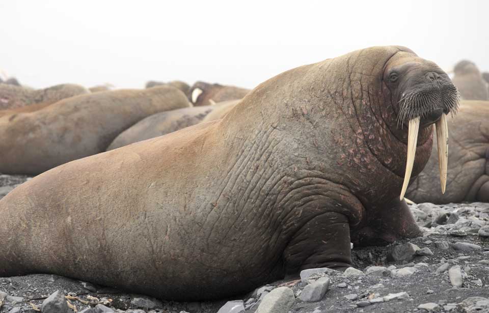 the walrus canada