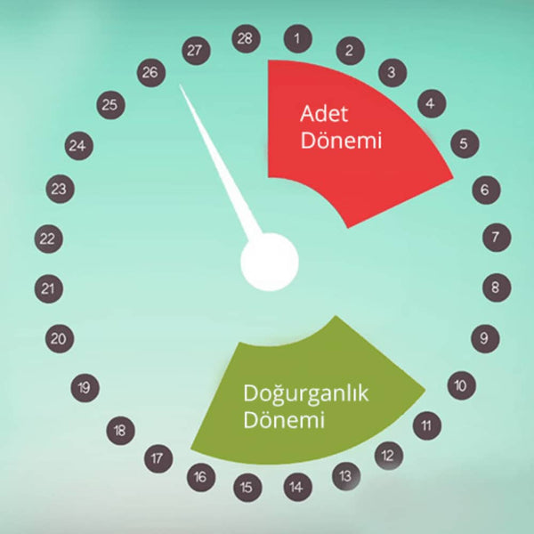 hamile kalabilmek için yumurtlama dönemi