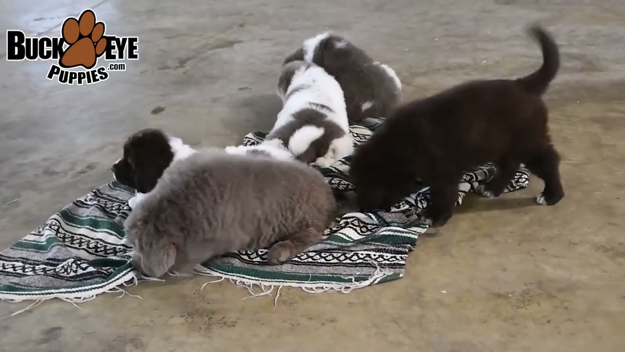 buckeye puppies