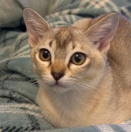 burmese cats for sale uk