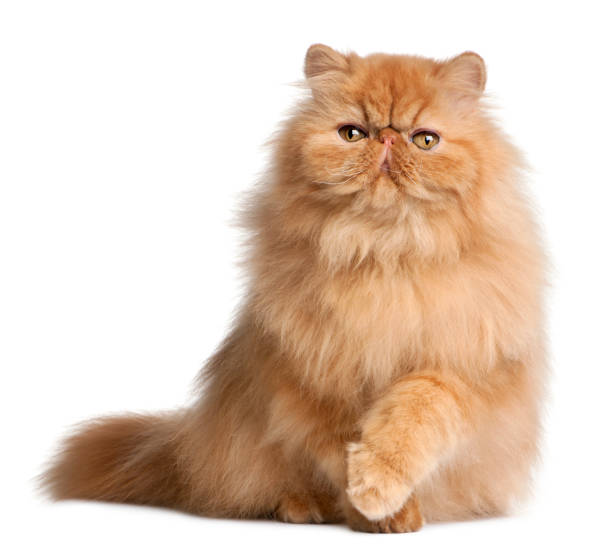 persian cat price