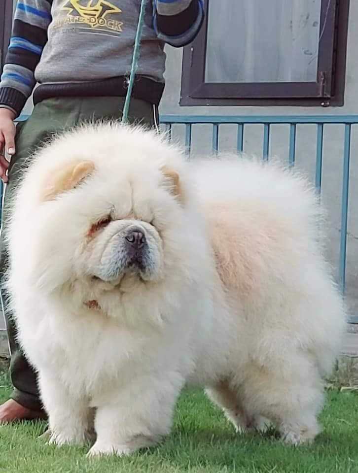 chow chow baby price in india