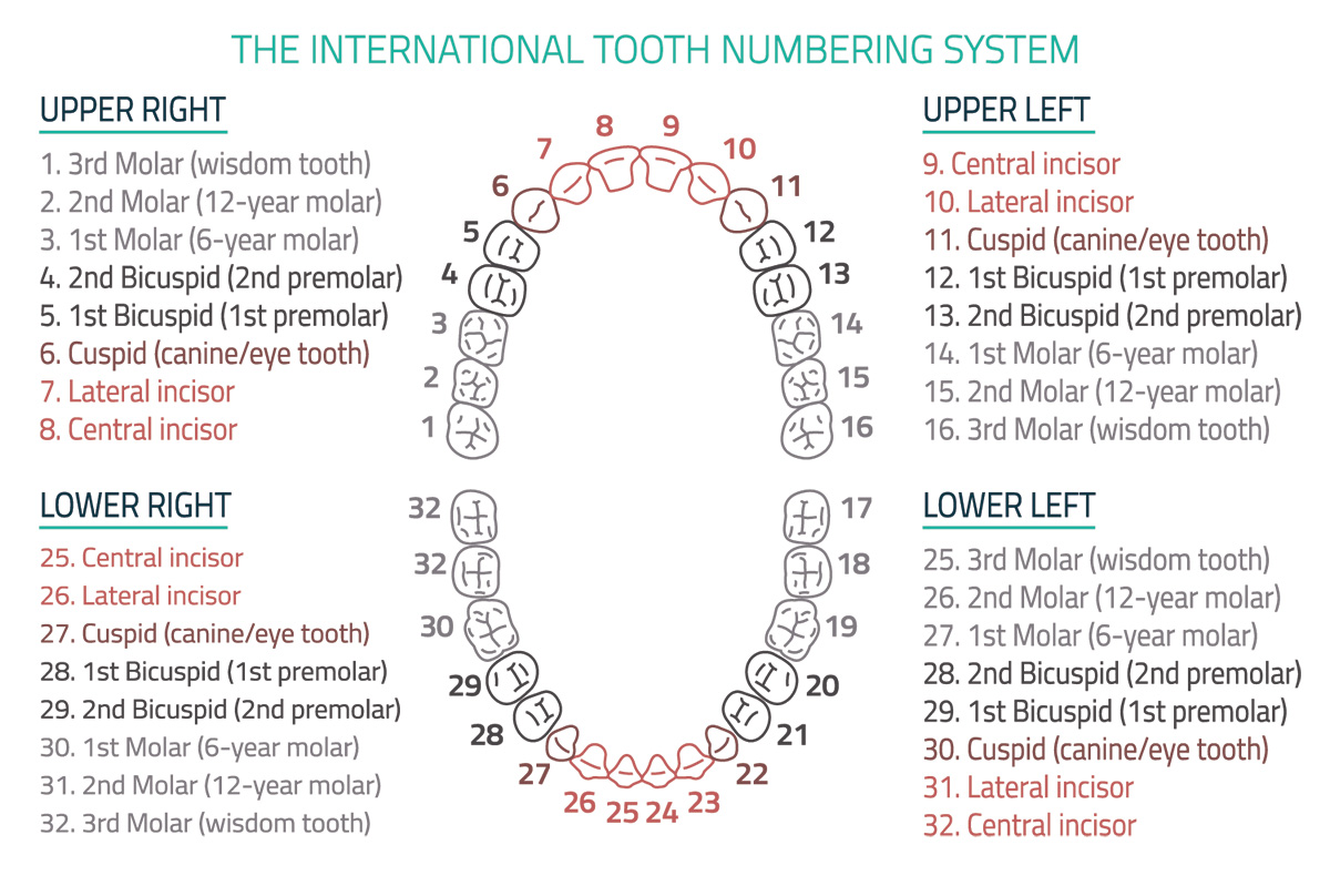 universal national tooth numbering system