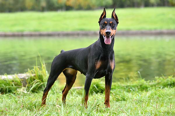 dogs pinscher