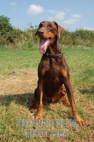 chocolate doberman