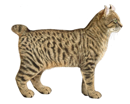 highlander lynx cat