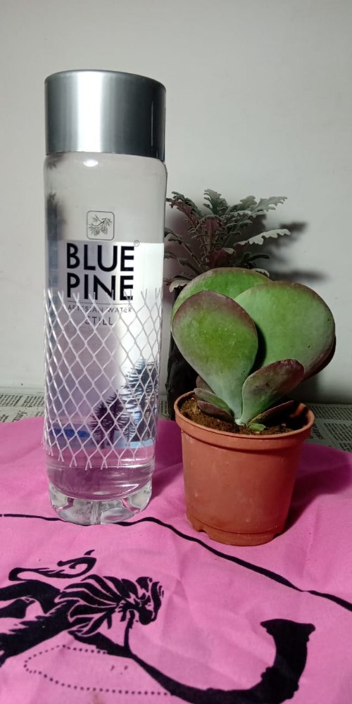 blue pine water 500ml price