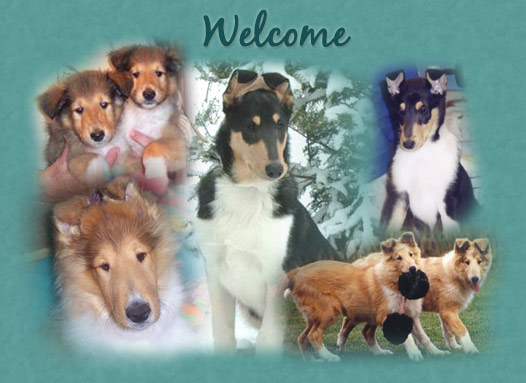 collie breeders in wisconsin