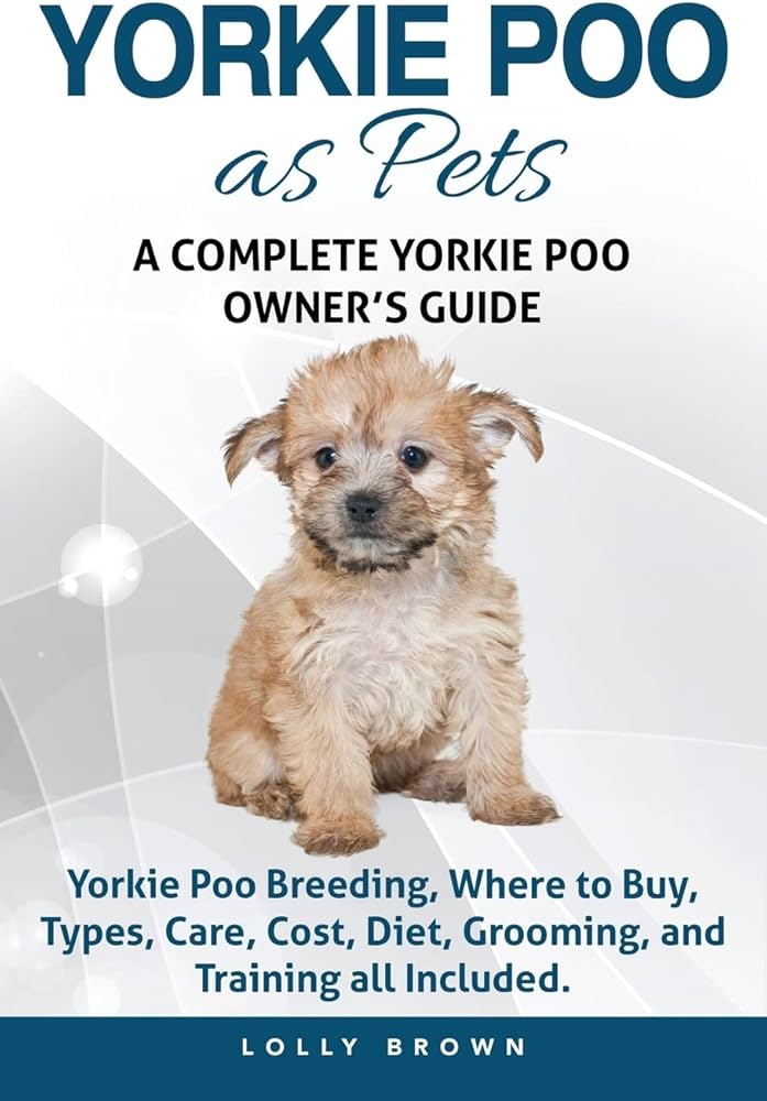 yorkie poo precio