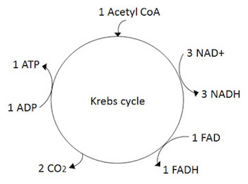 nadh2 full form in biology