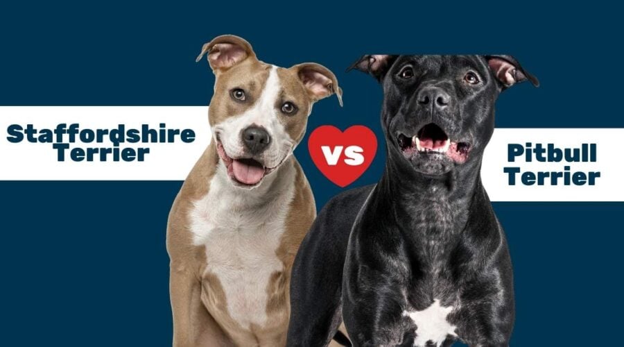 american staffordshire terrier vs american pitbull terrier