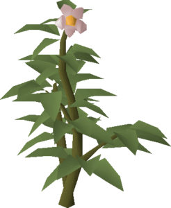 potato tree osrs