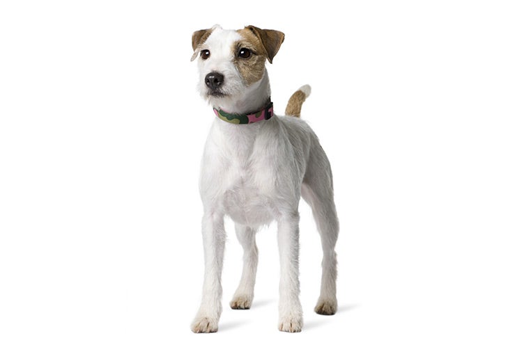 parson russell terrier dog breed