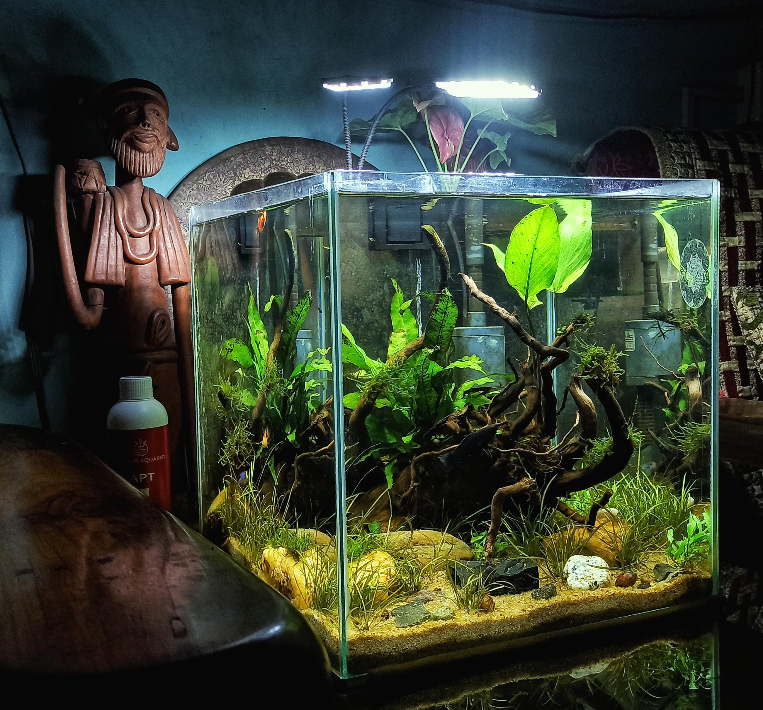 1ft cube aquarium