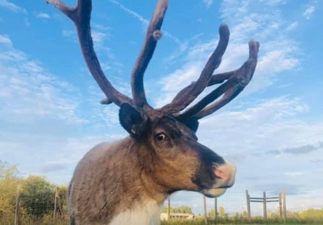 kansas city reindeer farm