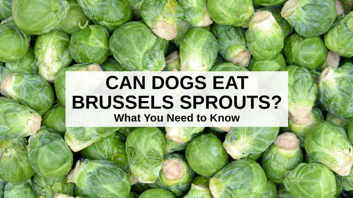 can dogs eat brussel sprouts