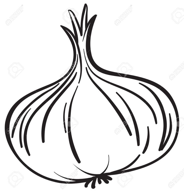 onion drawing images