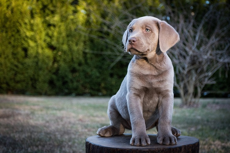 silver labrador retriever puppies