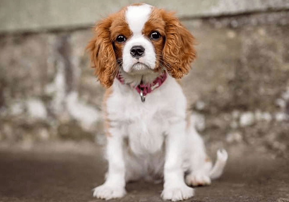 cavalier king charles spaniel puppies for sale