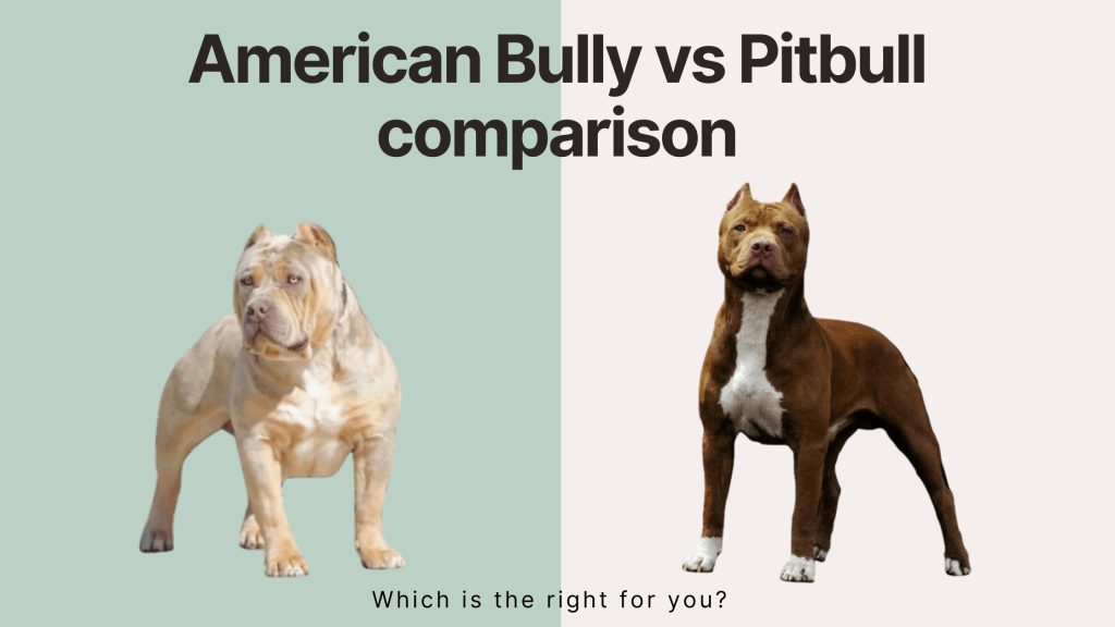 pit bull vs xl bully