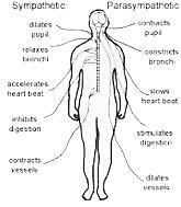 parasympathetic meaning in tamil