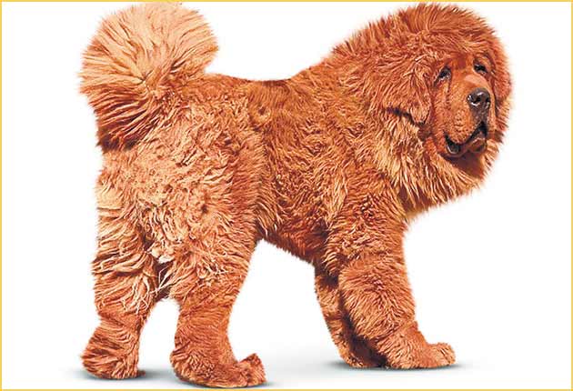 tibetan mastiff price in uk