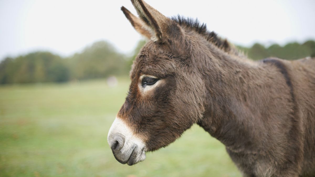 images of donkeys