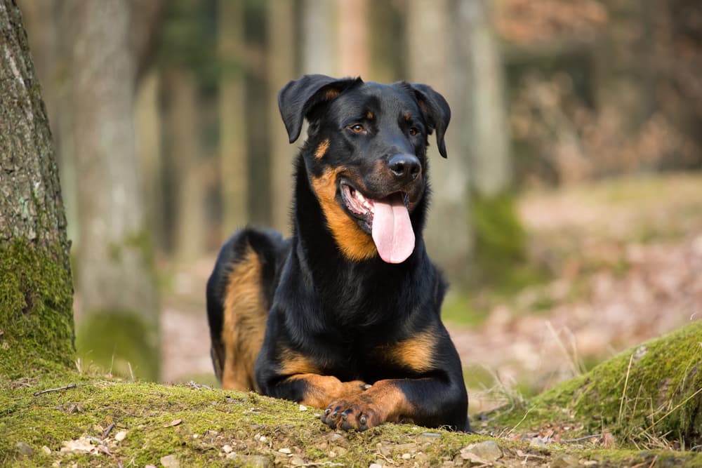 black brown puppy breeds