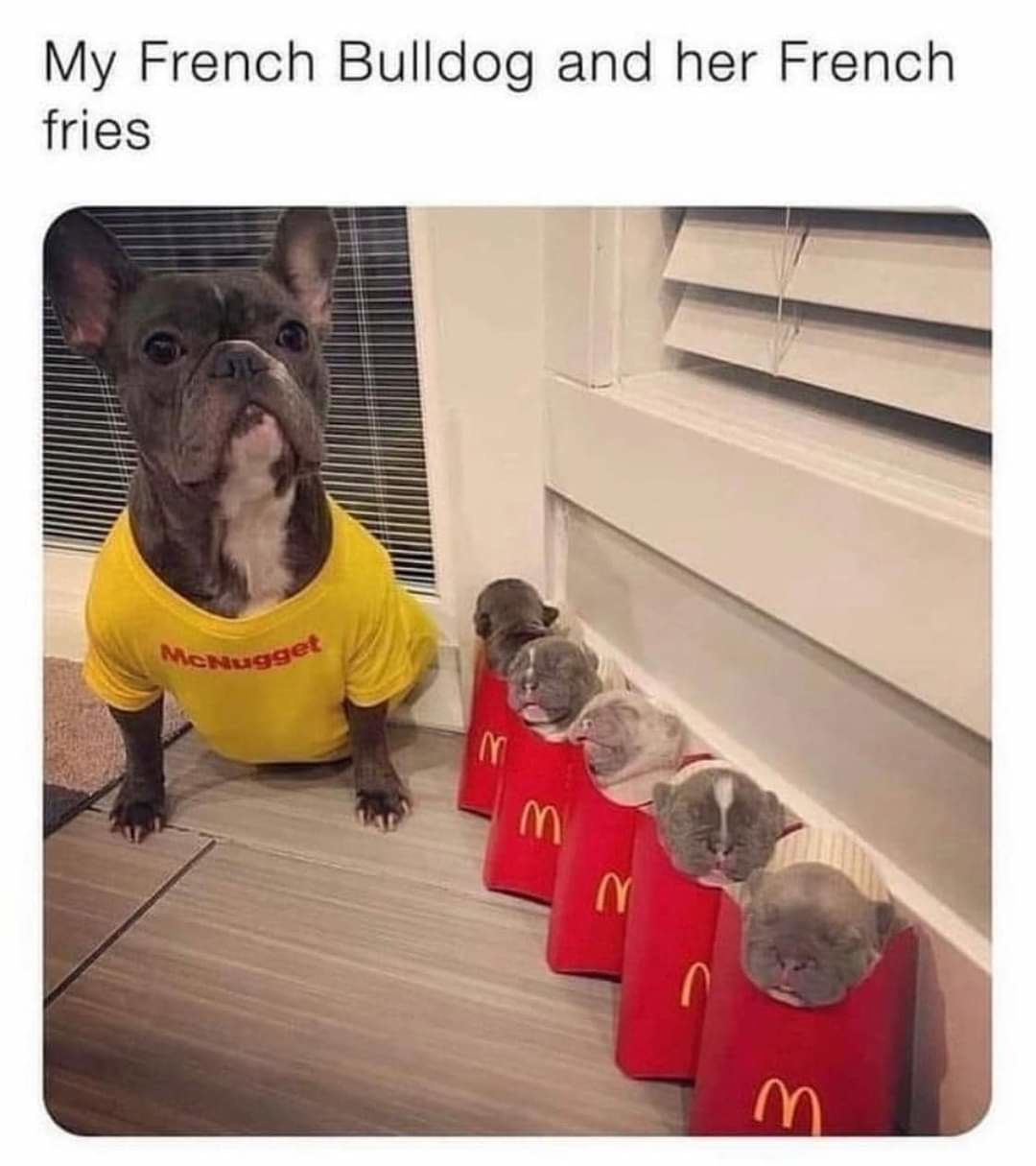 french bulldog meme