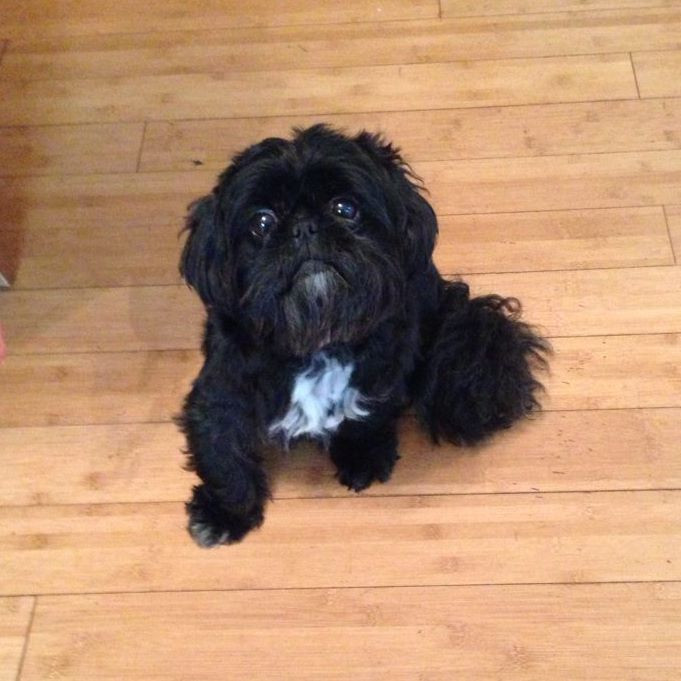 shih tzu rescue kent