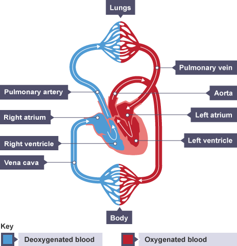 bbc bitesize cardiovascular system