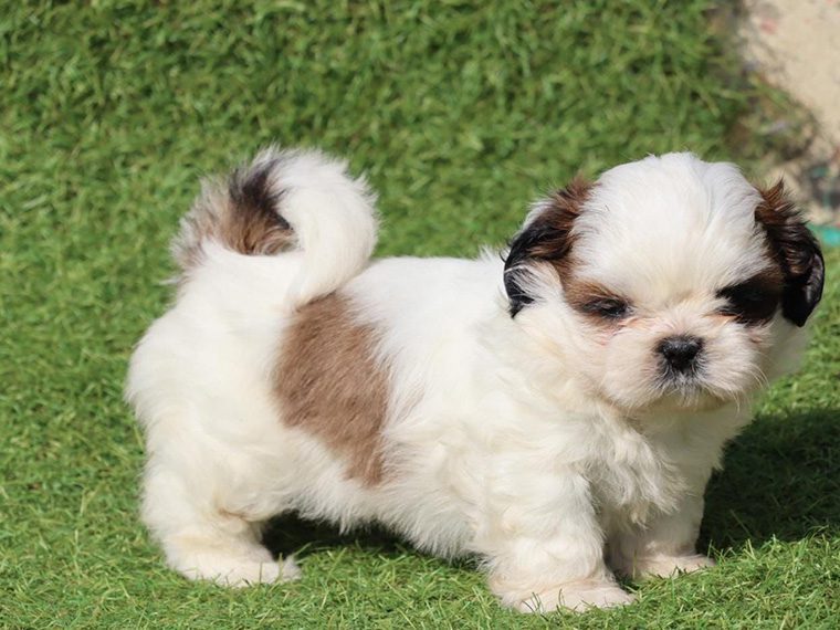 shitz shu puppies for sale